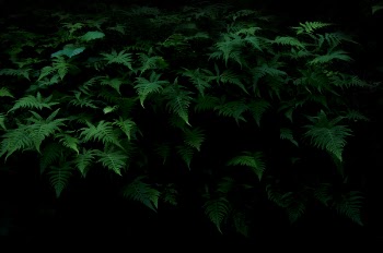 Green Plant