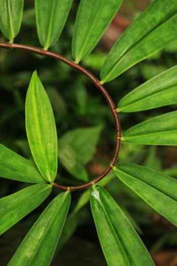Green Plant
