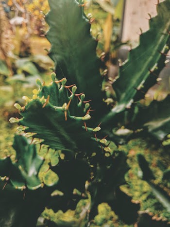 Green Plant