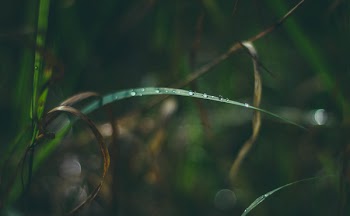 Green Plant