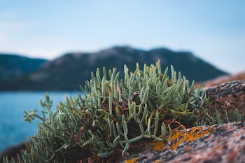 Green Plant