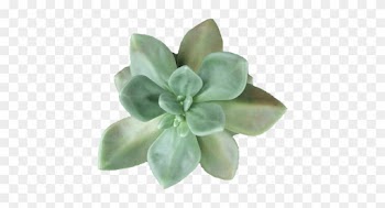 Green Plant Aestethic Grunge Hipster Indie Nature Transparent - Succulent Transparent