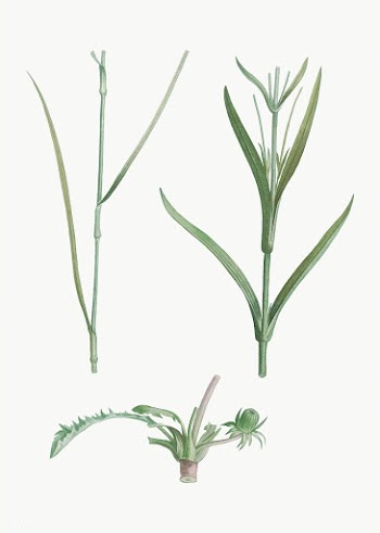 Green plant and flower stems | Free stock vector - 573976