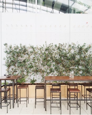 Green Plant Beside Dining Table and Chairs