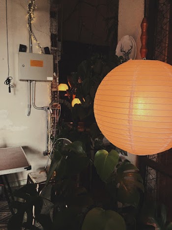 Green Plant Beside Table and Lamp
