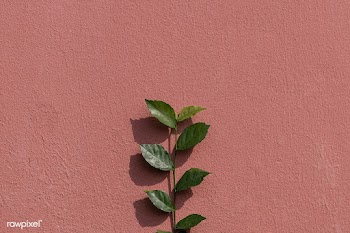 Green plant branch on a painted brick wall in natural light background | Free  photo - 2310874