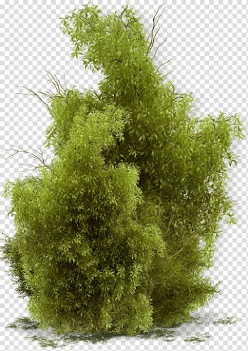 Green plant, Flower Tree Plant Landscape Shrub, bushes transparent background PNG clipart