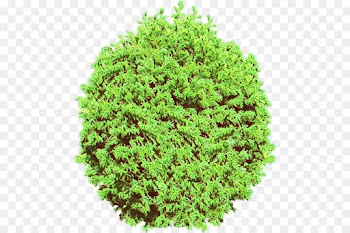 green plant grass tree shrub