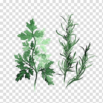 Green plant , Herb Watercolor painting Parsley Art, Green leaves transparent background PNG clipart