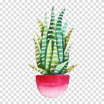 Green plant illustration, Echeveria agavoides Drawing Cactaceae Succulent plant Watercolor painting, Hand-painted beautiful Aloe plant material transparent background PNG clipart