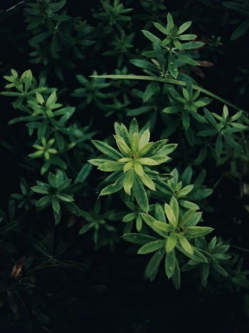 Green Plant in Close Up Photography · Free Stock Photo