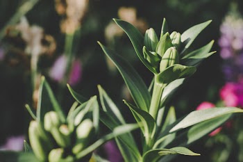 Green Plant in Shallow Focus Photography