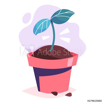 Green plant in the pot