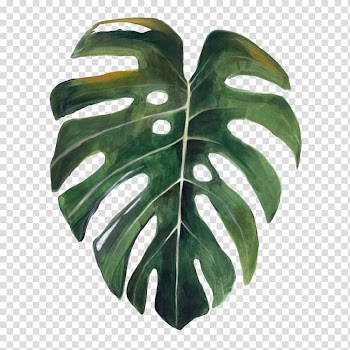 Green plant leaf , Swiss cheese plant Drawing Watercolor painting Botany Leaf, Leaf transparent background PNG clipart