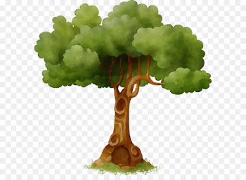 green plant leaf vegetable tree cruciferous vegetables