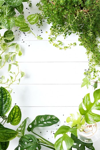 Green plant leaves frame in wooden white… | Free stock photo | High Resolution image