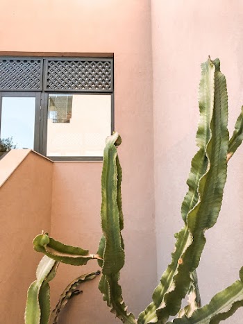 Green Plant Near Wall