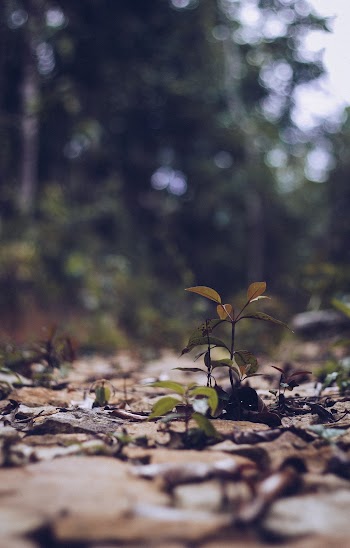 Green Plant Next to Trees