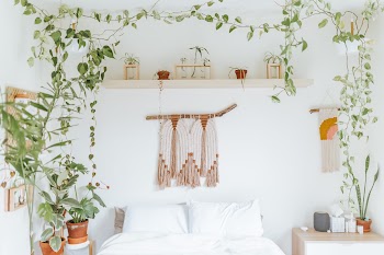Green Plant on Brown Pot on White Table · Free Stock Photo