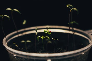 Green Plant on Clear Cup