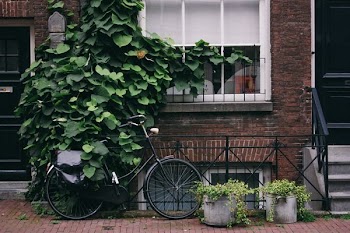 green plant on house window grille