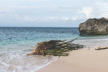 Green Plant on Seashore Under White Clouds Taken