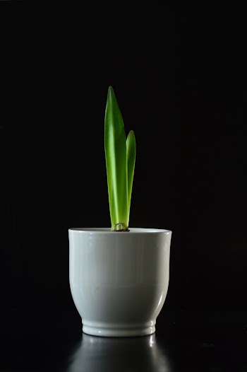 Green Plant on White Ceramic Vase