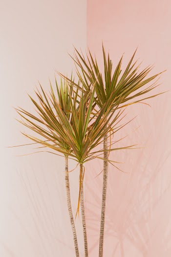 Green Plant on White Wall