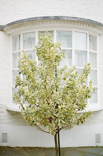 Green Plant on White Wooden Window · Free Stock Photo