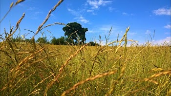 Green Plantation Field Under Blue and White Cloudy Sky