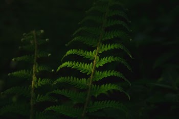 green plants