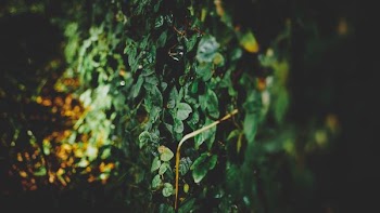 green plants