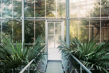green plants