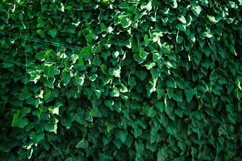 green plants