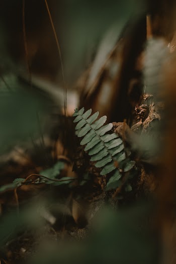 Green Plants