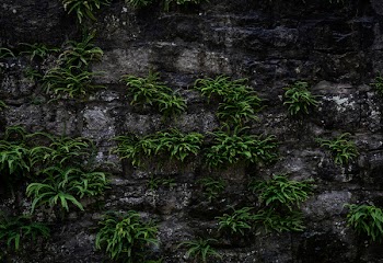 Green Plants