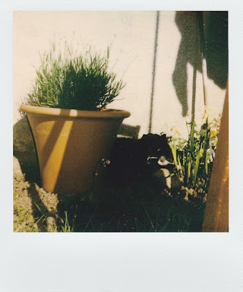 Green Plants