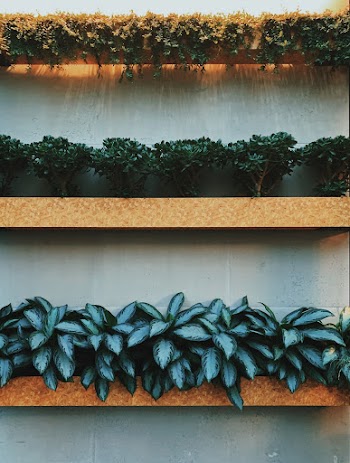 Green Plants