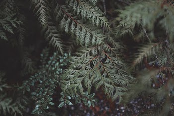 Green Plants