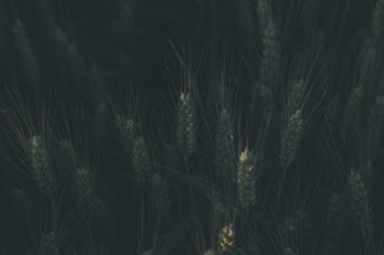 Green Plants at Daytime
