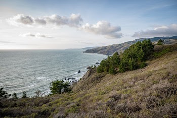 Green Plants Beside Sea