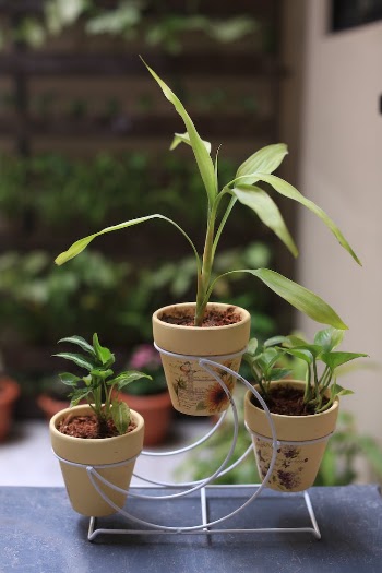 Green Plants in Clay Pots