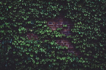 Green Plants in Wall Bricks at Daytime