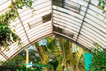 green plants inside white shed
