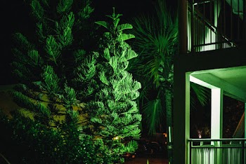 Green Plants Near A building  