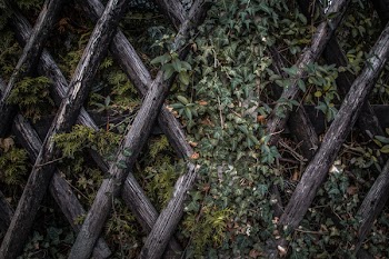Green Plants Near Wooden Fence