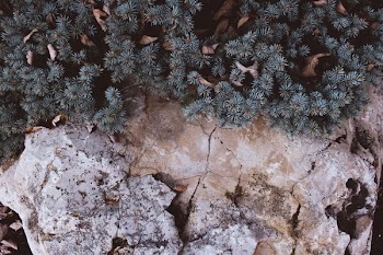 green plants on brown stone