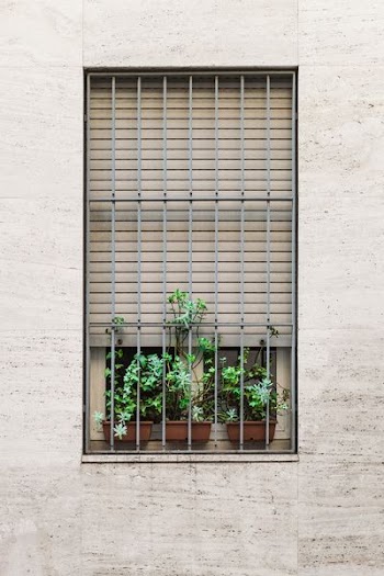 green plants on the window with steel grill