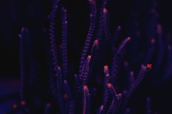 green plants photography