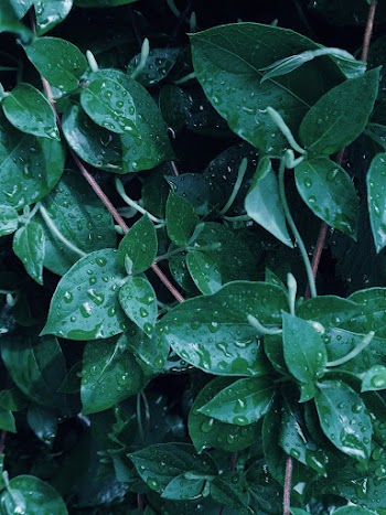 Green Plants With Dew